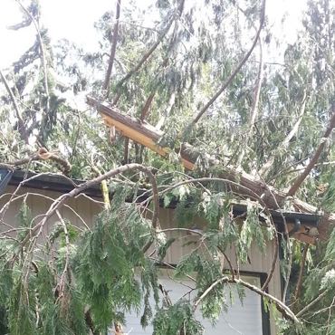 Windstorm fallen tree in Lynnwood