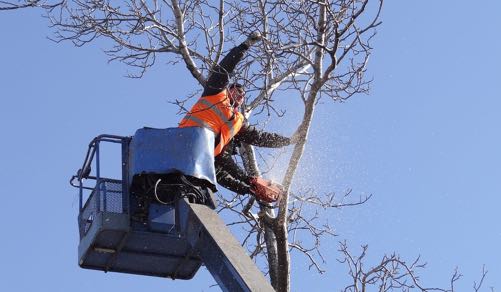Tree removal in Lynnwood Washington