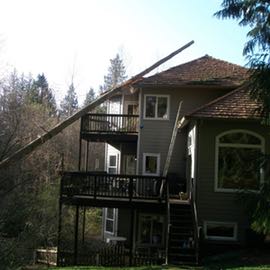trees damage because its dangerous proximity range to the house when it fell