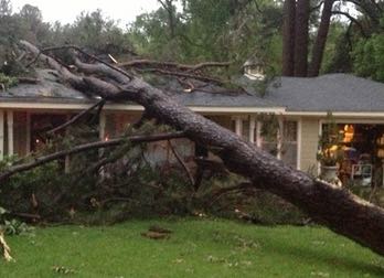 tree fell on house in Marysville, WA