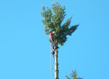 man on top of tree to cut down branches in Redmond, WA